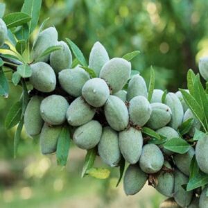 آموزش کاشت نهال بادام