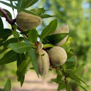 آموزش کاشت نهال بادام
