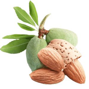 آموزش کاشت نهال بادام