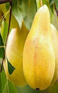 آموزش کاشت نهال گلابی