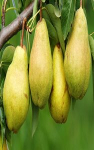 آموزش کاشت نهال گلابی