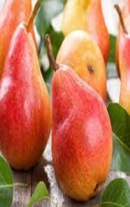 آموزش کاشت نهال گلابی