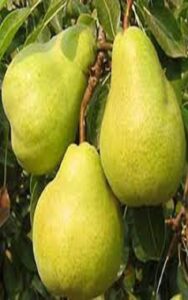 آموزش کاشت نهال گلابی