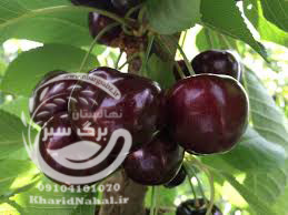 آموزش کاشت نهال گیلاس 