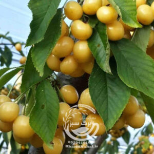 آموزش کاشت نهال گیلاس 