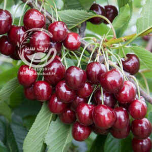 آموزش کاشت نهال گیلاس 
