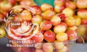 آموزش کاشت نهال گیلاس 