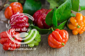 آموزش کاشت نهال گیلاس 