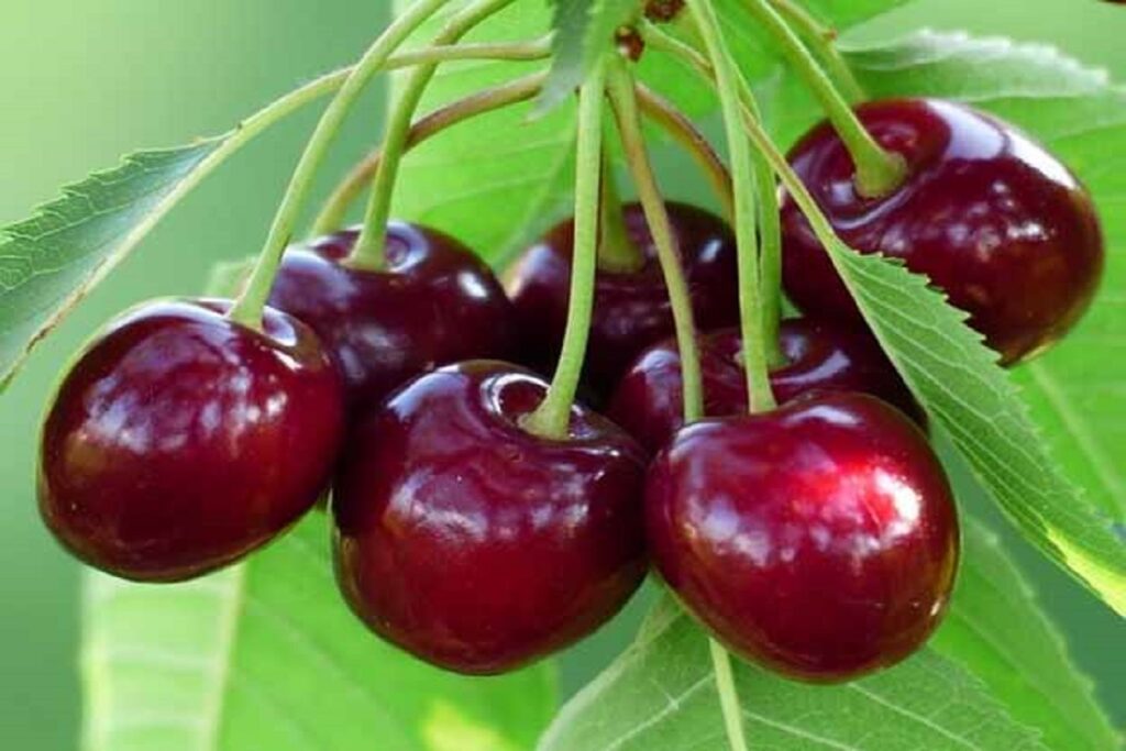 آموزش کاشت نهال گیلاس
