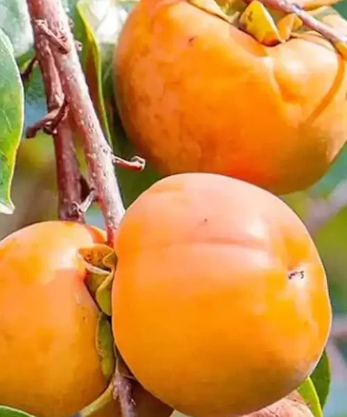 نهال خرمالو گوجه ای