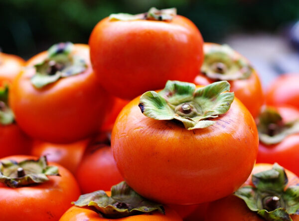 نهال خرمالو گوجه ای