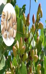 نهال پسته اکبری