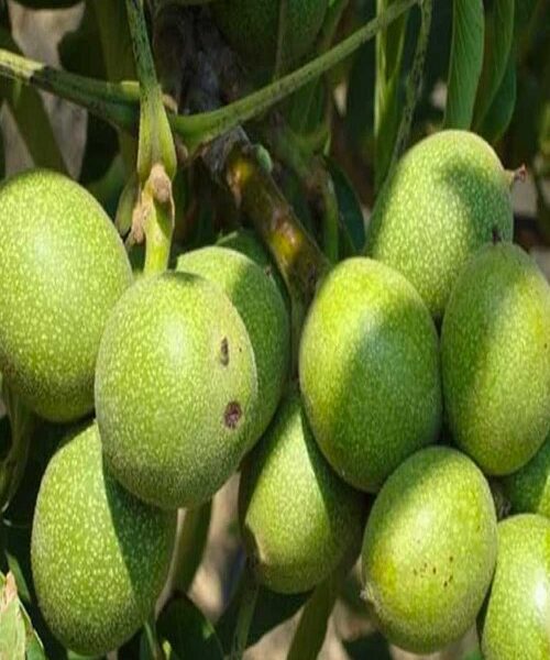 نهال گردو اسپرلوس