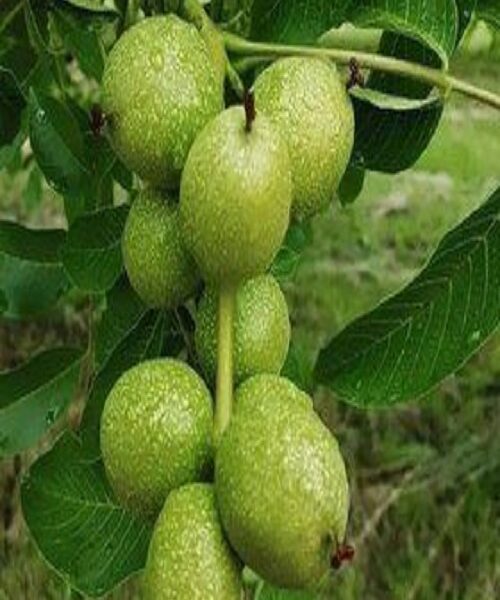 نهال گردو خوشه ای انگوری