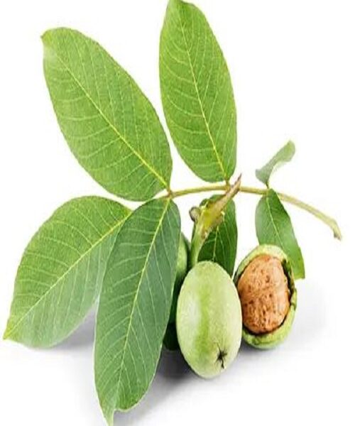 نهال گردو انگوری