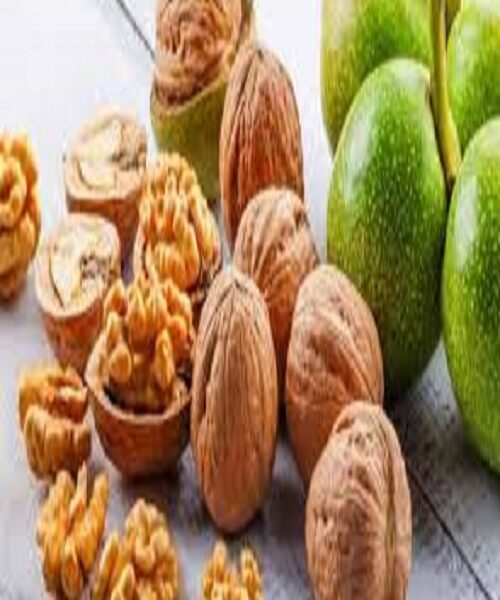 نهال گردو شیلی