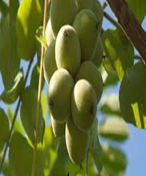 نهال گردو شیلی