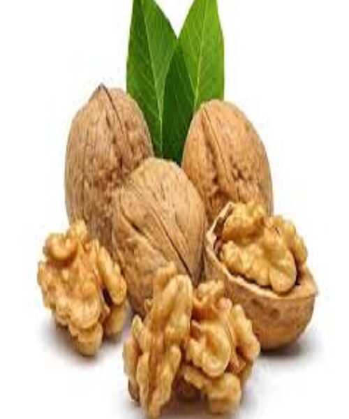 نهال گردو فرنور