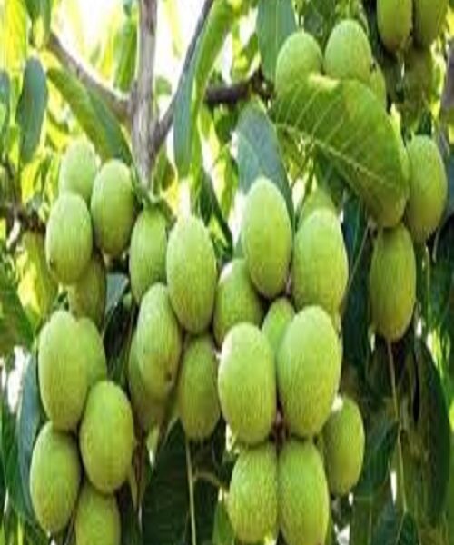 نهال گردو لارا