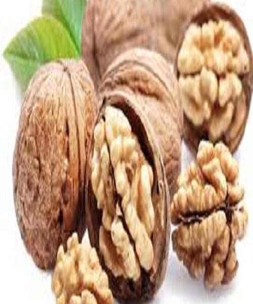 نهال گردو هاروارد