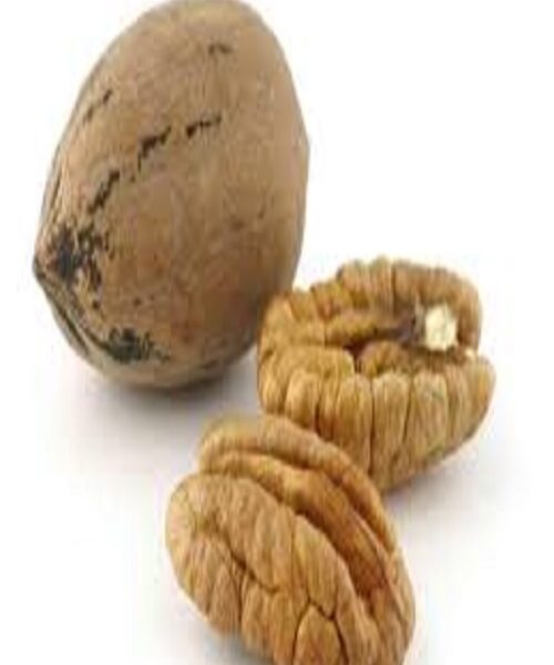نهال گردو پکان