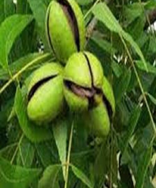 نهال گردو پکان