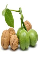 نهال گردو ژنوتیپ