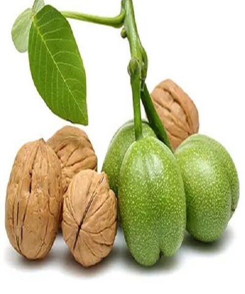 نهال گردو ژنوتیپ