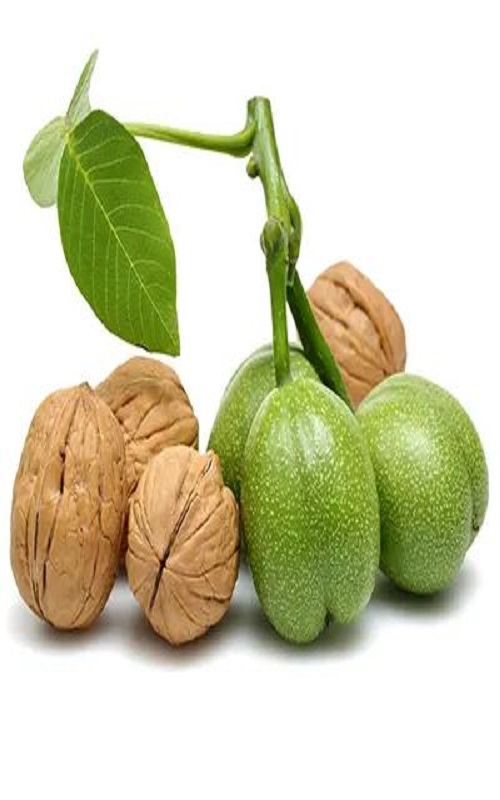 نهال گردو ژنوتیپ