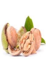 نهال گردو ژنوتیپ