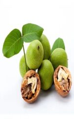 نهال گردو ژنوتیپ