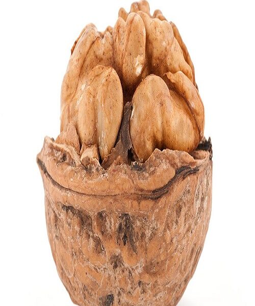 نهال گردو ژنوتیپ خوشه ای
