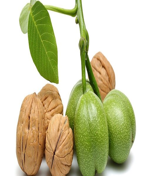 نهال گردو ژنوتیپ خوشه ای
