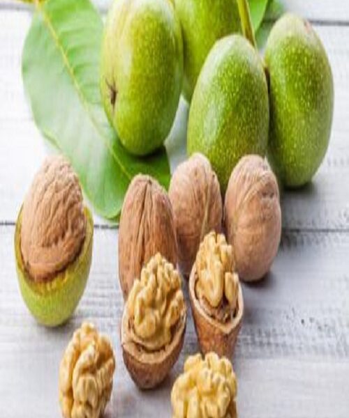 نهال گردو ژنوتیپ مراغه