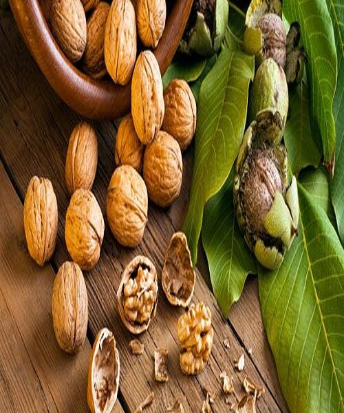 نهال گردو ژنوتیپ مراغه