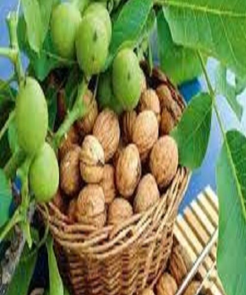 نهال گردو محلی