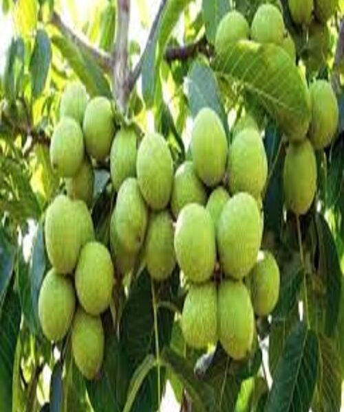 نهال گردو کاغذی محلی