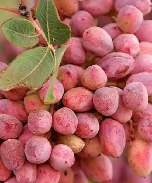 نهال پسته اکبری