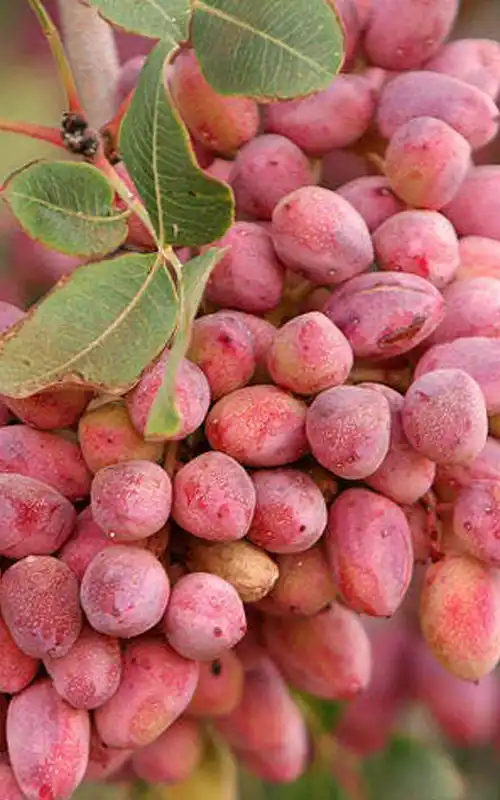 نهال پسته اکبری نهال پسته اکبری