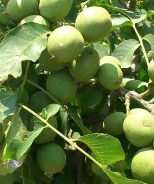 نهال گردو چندلر