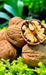 نهال گردو ژنوتیپ