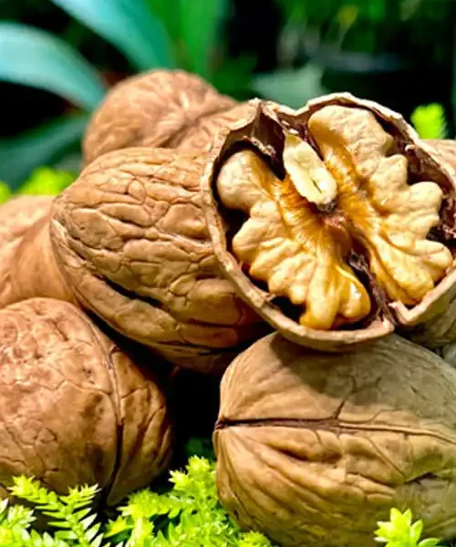 نهال گردو ژنوتیپ