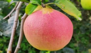 آموزش کاشت نهال به