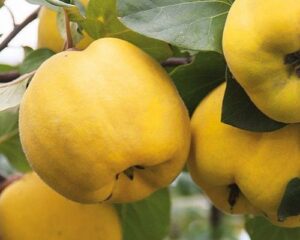آموزش کاشت نهال به