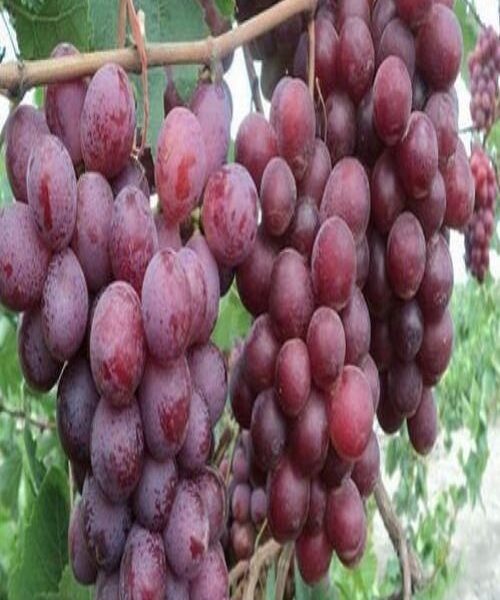 نهال انگور اندونزی