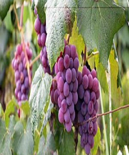 نهال انگور اندونزی
