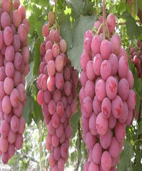 نهال انگور بیدانه قرمز