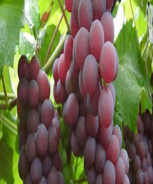 نهال انگور لعل