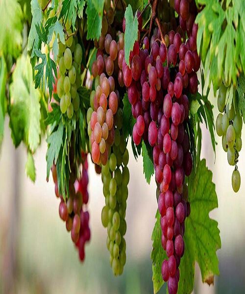 نهال انگور نرگس