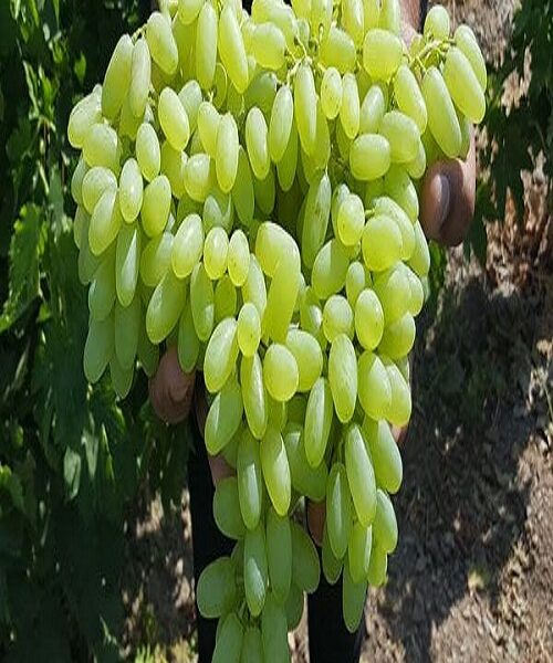 نهال انگور پیکامی